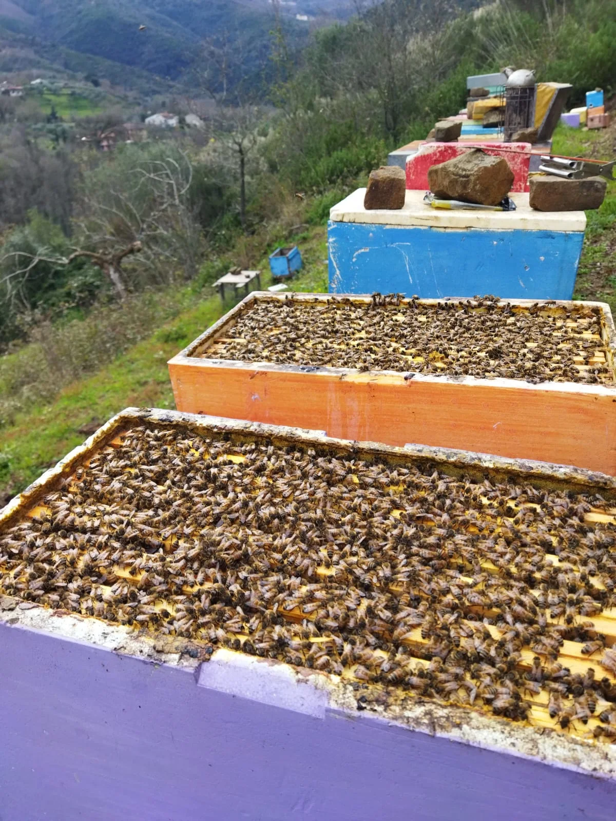 Apiari reali Il Dolce Ronzio inseriti nel paesaggio del Cilento