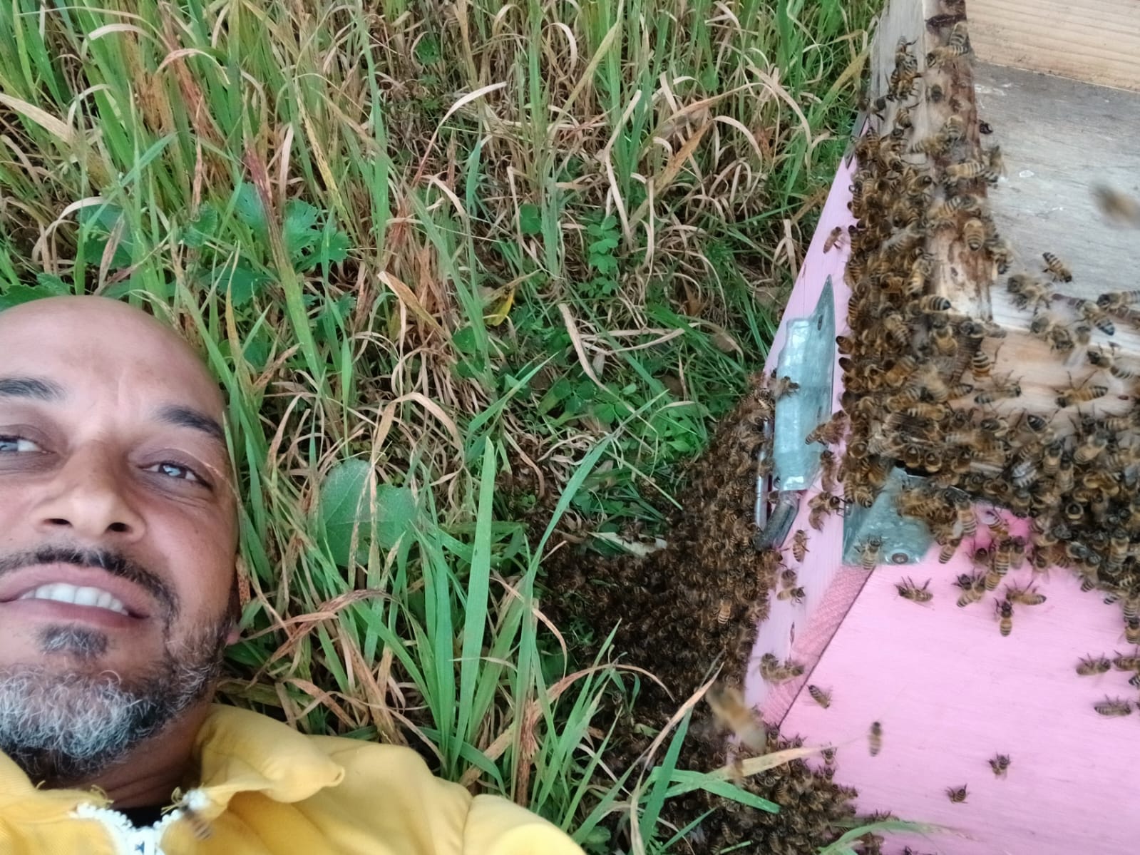 Giuseppe Zagaria, apicoltore del Cilento, nel suo apiario a Casal Velino con le sue api — miele artigianale del Parco Nazionale del Cilento, Campania