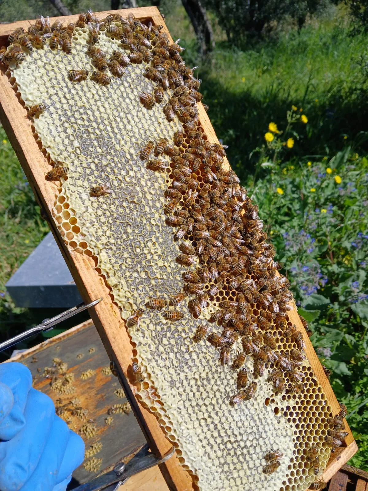 Telaio con api e miele tra la vegetazione e le fioriture