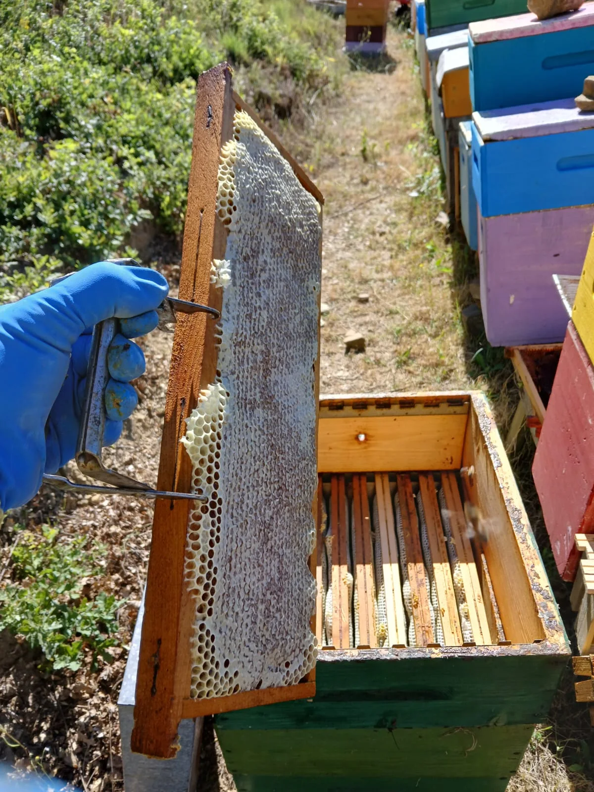 Telaio pieno di miele estratto dall'arnia con apiari colorati sullo sfondo