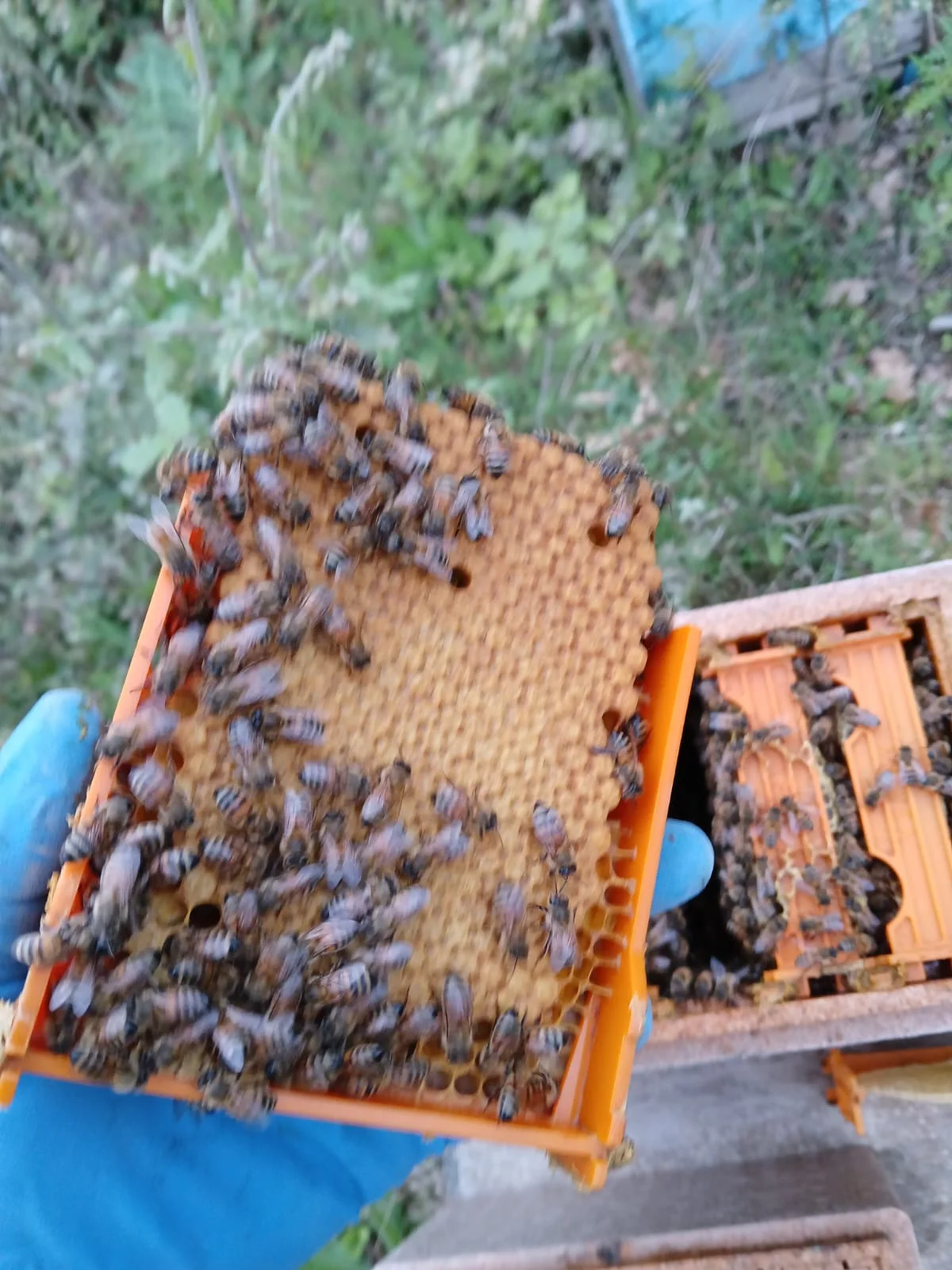 Piccolo telaio con api osservato durante il lavoro nell'apiario